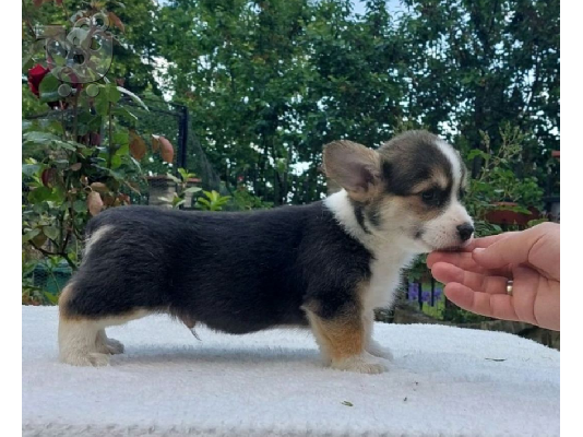 Ουαλικά corgi pembroke κουτάβια